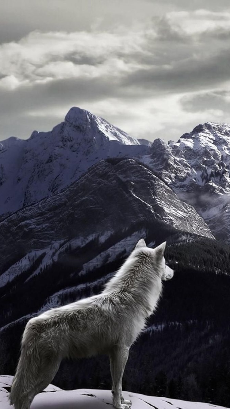 Sfondi Wolf in Mountain 750x1334
