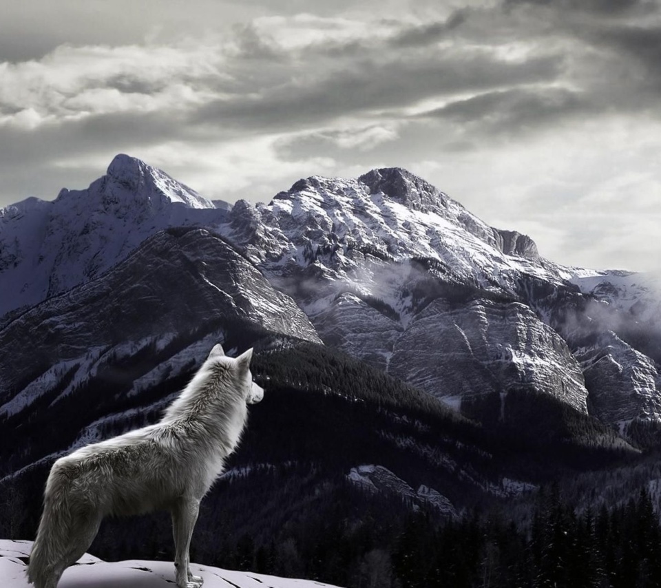 Обои Wolf in Mountain 960x854