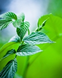 Green Leaves screenshot #1 128x160