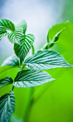 Обои Green Leaves 240x400