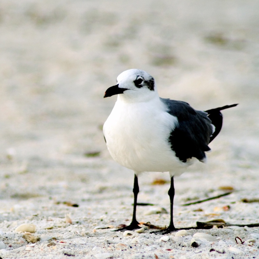 Sfondi Seagul On The Beach 1024x1024