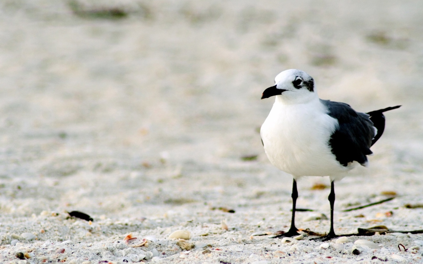 Das Seagul On The Beach Wallpaper 1440x900