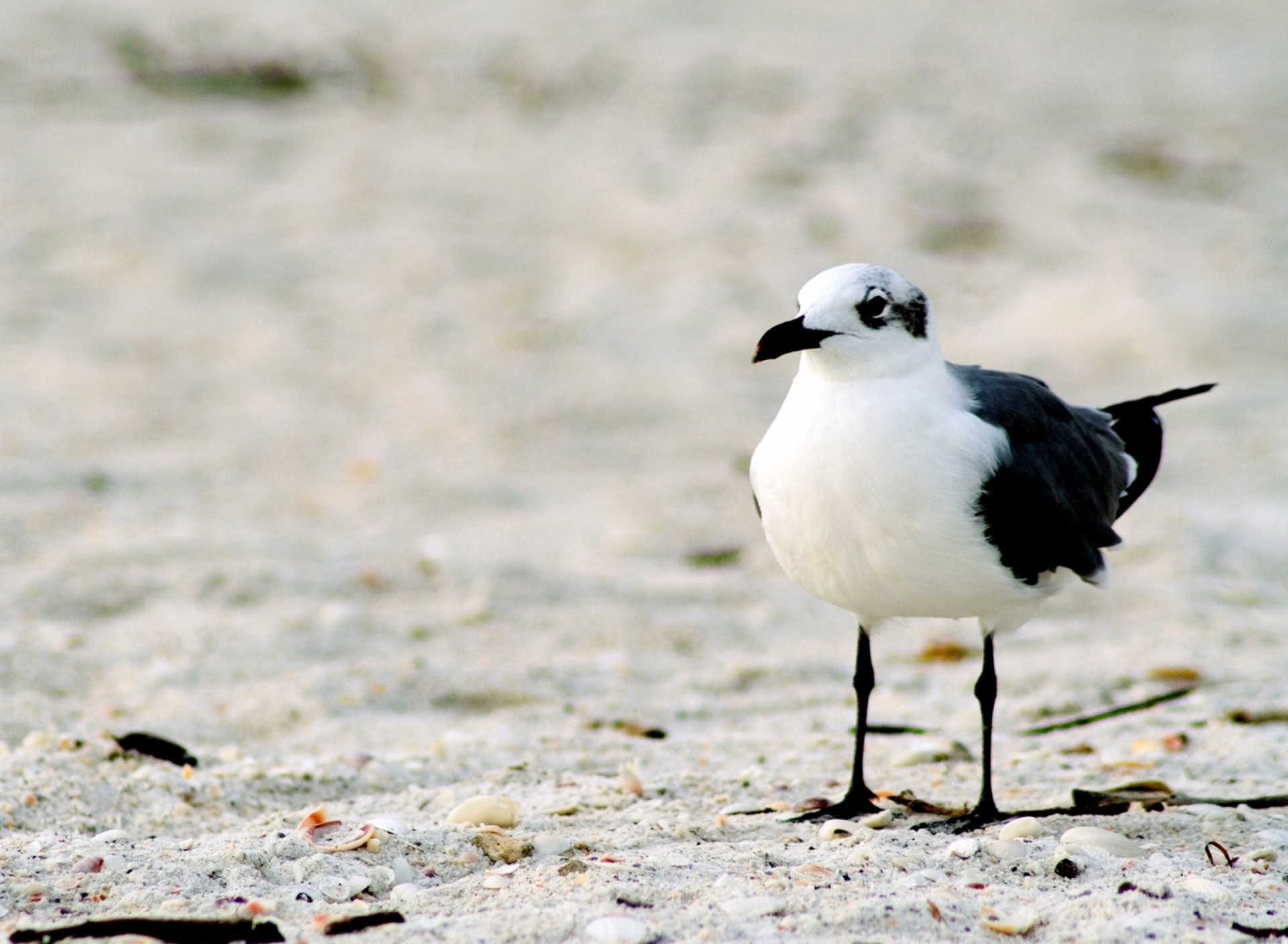 Screenshot №1 pro téma Seagul On The Beach 1920x1408