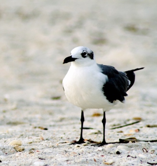 Seagul On The Beach - Obrázkek zdarma pro 208x208