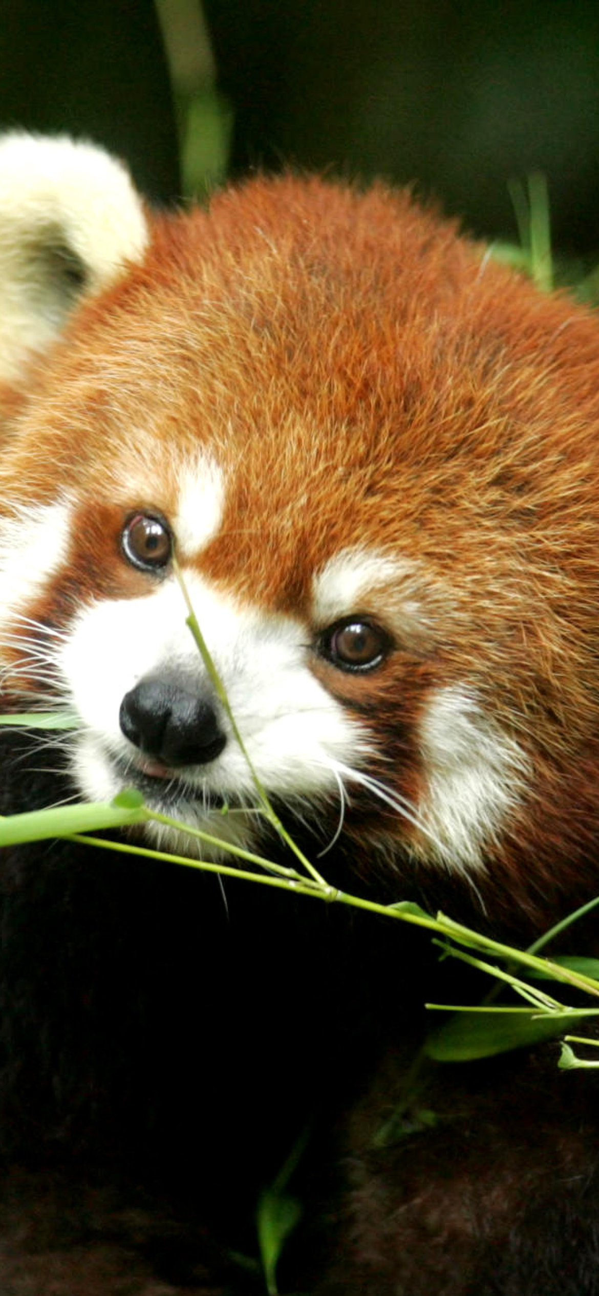 Fondo de pantalla Bamboo Feast Red Panda 1170x2532