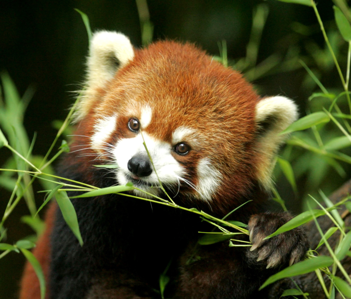 Fondo de pantalla Bamboo Feast Red Panda 1200x1024