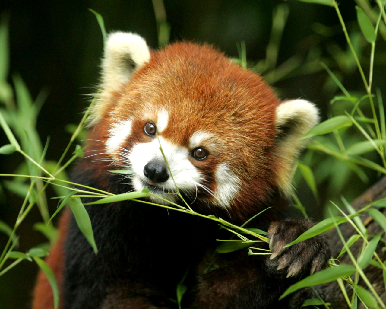 Fondo de pantalla Bamboo Feast Red Panda 1280x1024