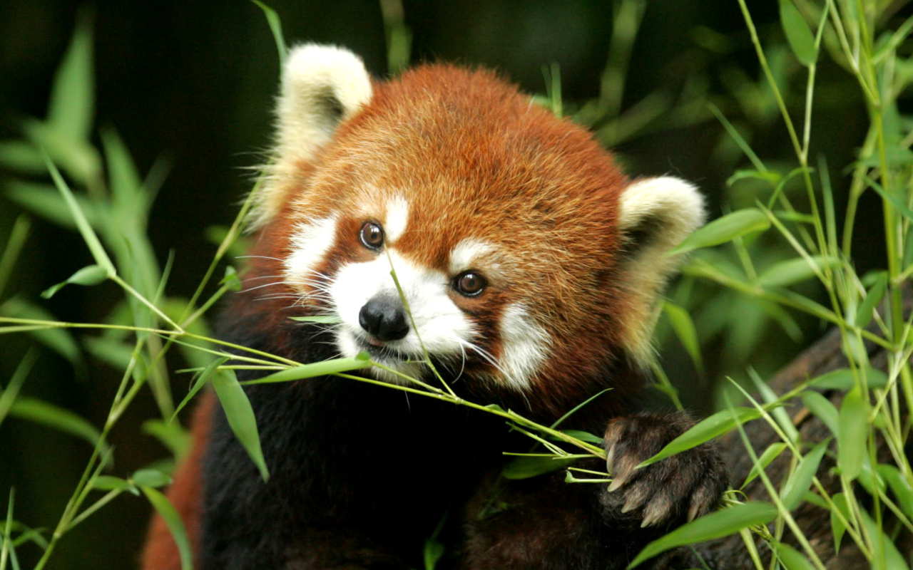 Fondo de pantalla Bamboo Feast Red Panda 1280x800