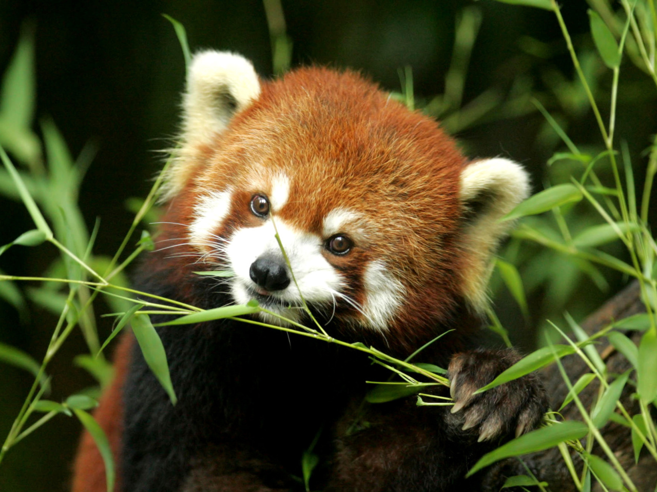 Fondo de pantalla Bamboo Feast Red Panda 1280x960
