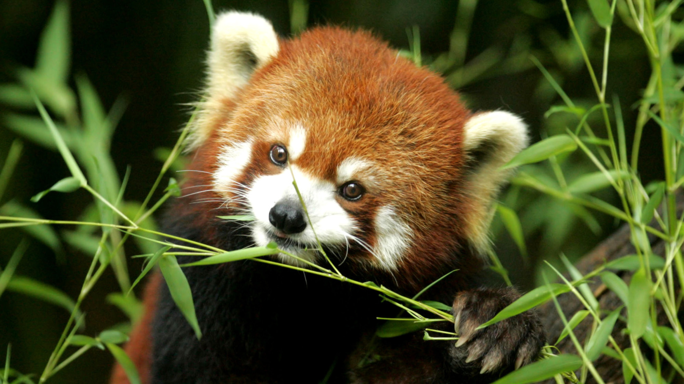 Sfondi Bamboo Feast Red Panda 1366x768