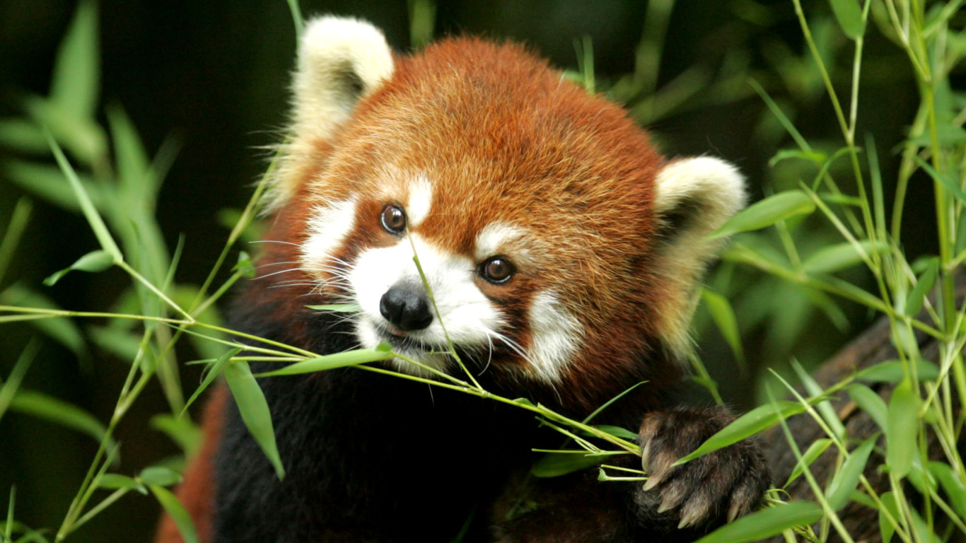 Bamboo Feast Red Panda wallpaper 1366x768