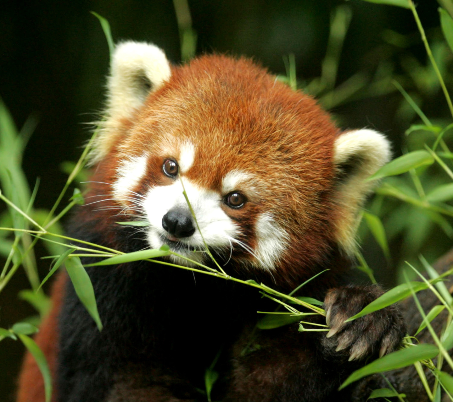 Bamboo Feast Red Panda wallpaper 1440x1280