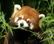 Screenshot №1 pro téma Bamboo Feast Red Panda 176x144