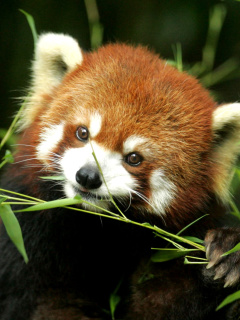 Sfondi Bamboo Feast Red Panda 240x320
