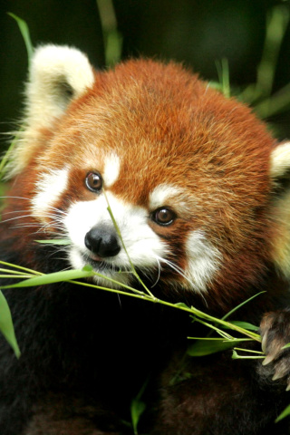Bamboo Feast Red Panda wallpaper 320x480