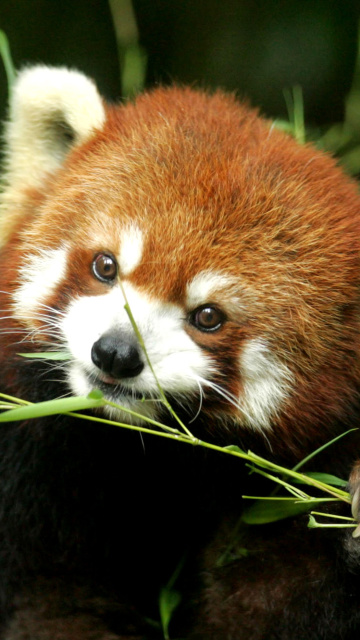 Обои Bamboo Feast Red Panda 360x640