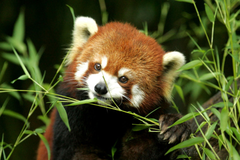 Sfondi Bamboo Feast Red Panda 480x320