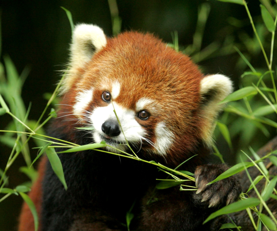 Fondo de pantalla Bamboo Feast Red Panda 960x800