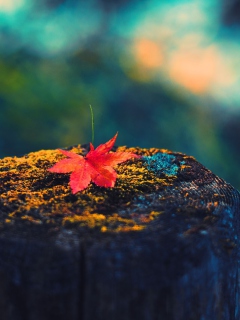 Lonely Maple Leaf wallpaper 240x320