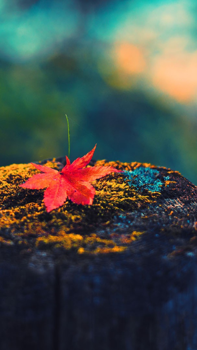 Lonely Maple Leaf wallpaper 640x1136