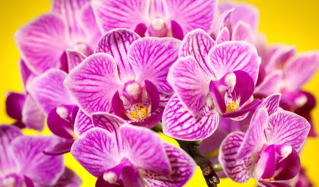 Pink orchid wallpaper 1024x600