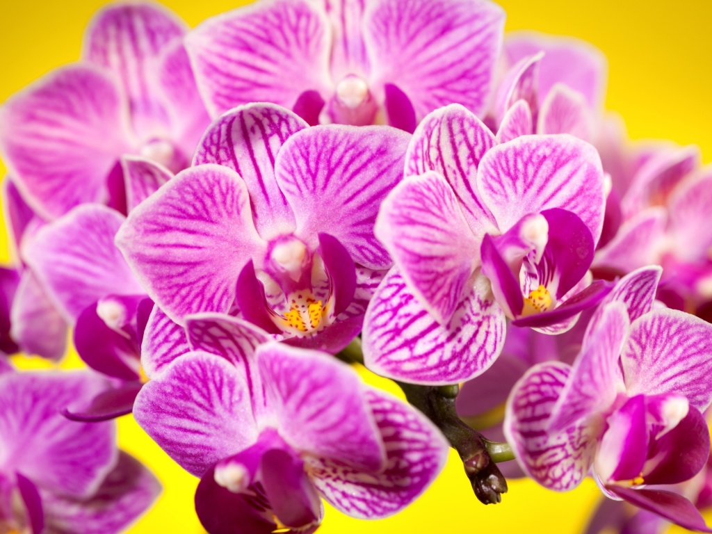 Pink orchid wallpaper 1024x768
