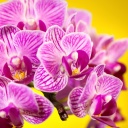 Pink orchid wallpaper 128x128