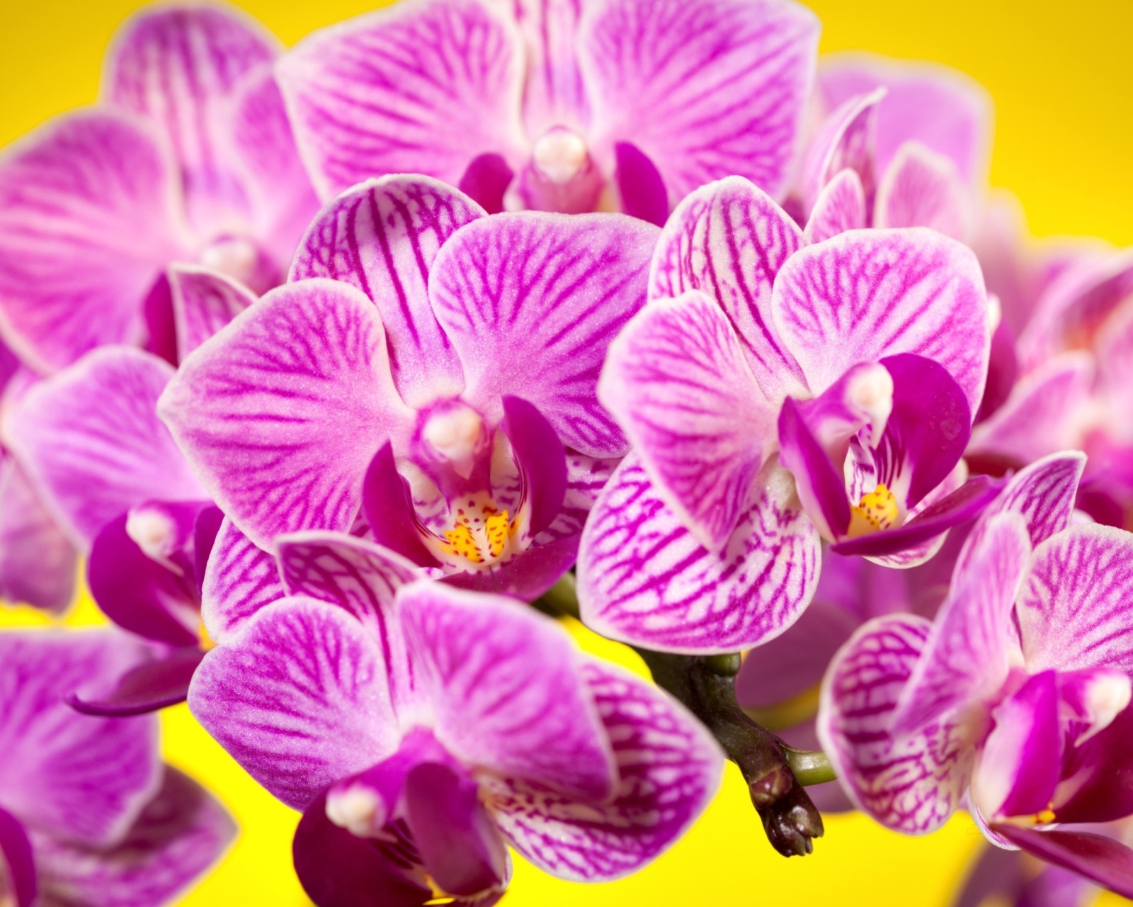 Pink orchid wallpaper 1600x1280