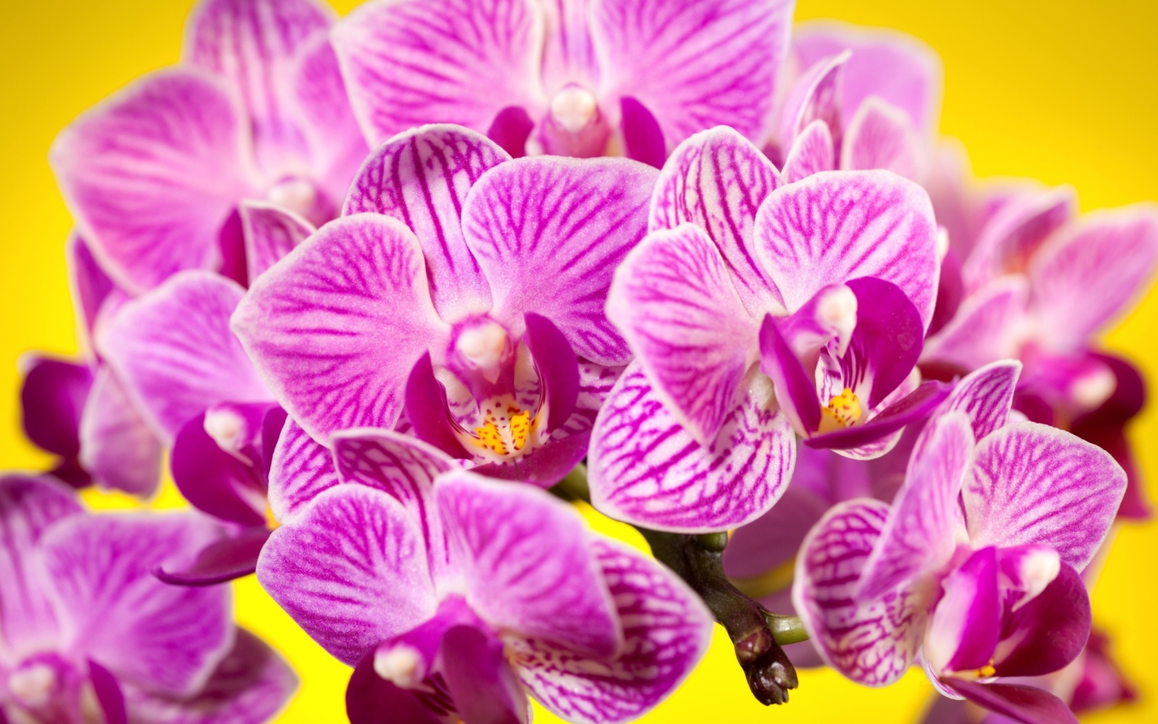 Das Pink orchid Wallpaper 1680x1050