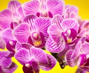 Pink orchid wallpaper 176x144