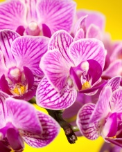 Pink orchid wallpaper 176x220