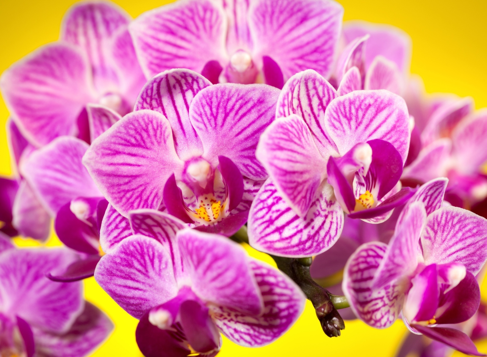 Обои Pink orchid 1920x1408