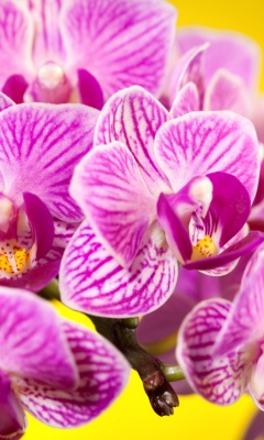 Обои Pink orchid 240x400