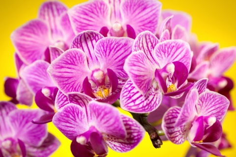 Pink orchid wallpaper 480x320