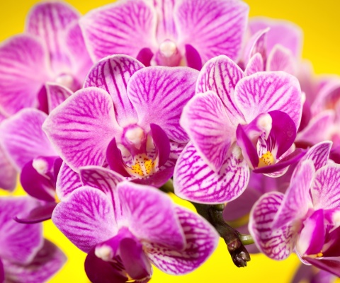 Das Pink orchid Wallpaper 480x400