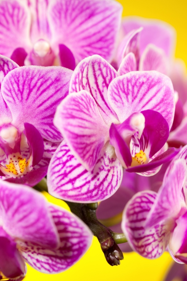 Das Pink orchid Wallpaper 640x960
