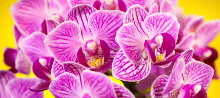 Pink orchid wallpaper 720x320