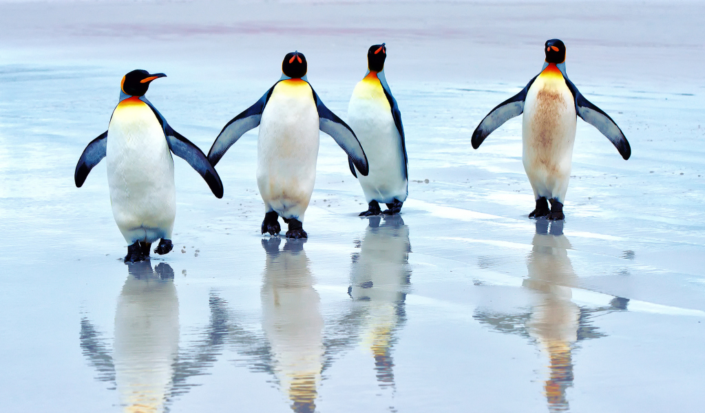 Sfondi King Penguins 1024x600