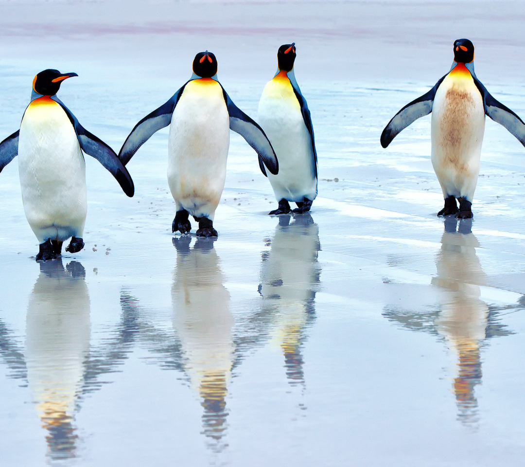 Das King Penguins Wallpaper 1080x960