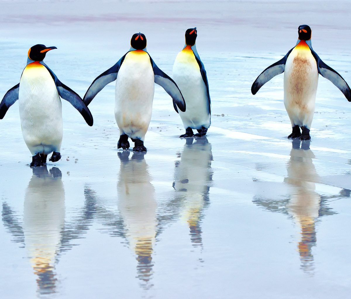 Sfondi King Penguins 1200x1024