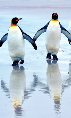 Fondo de pantalla King Penguins 240x400