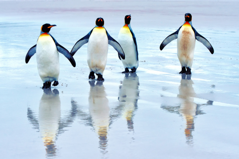 Fondo de pantalla King Penguins 480x320
