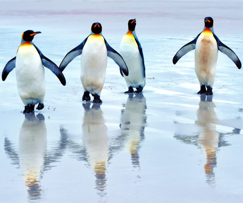 Fondo de pantalla King Penguins 480x400