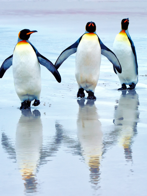 Sfondi King Penguins 480x640