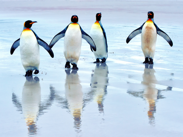 King Penguins wallpaper 640x480