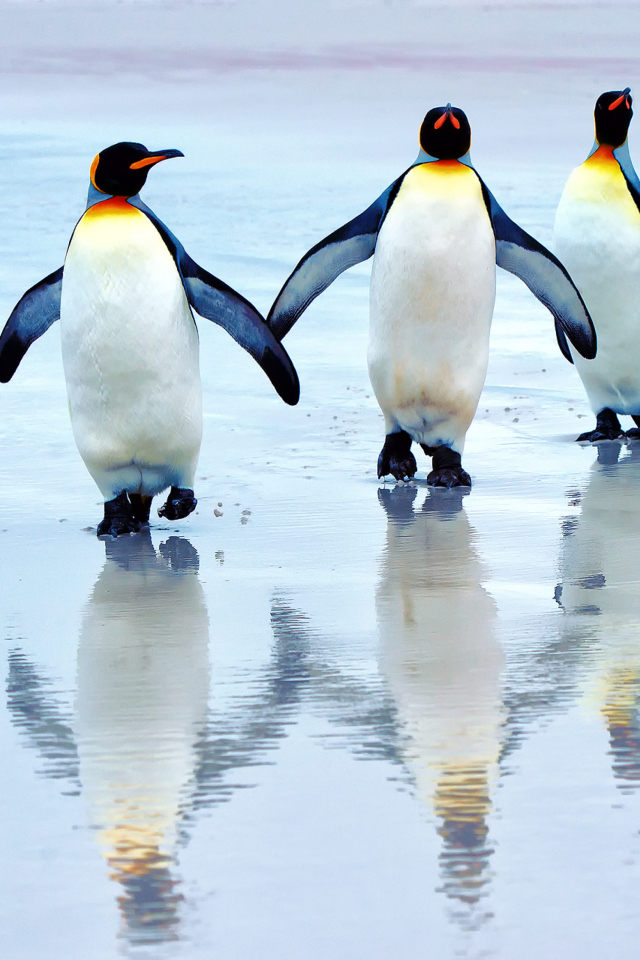 Fondo de pantalla King Penguins 640x960