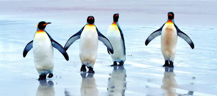 Fondo de pantalla King Penguins 720x320