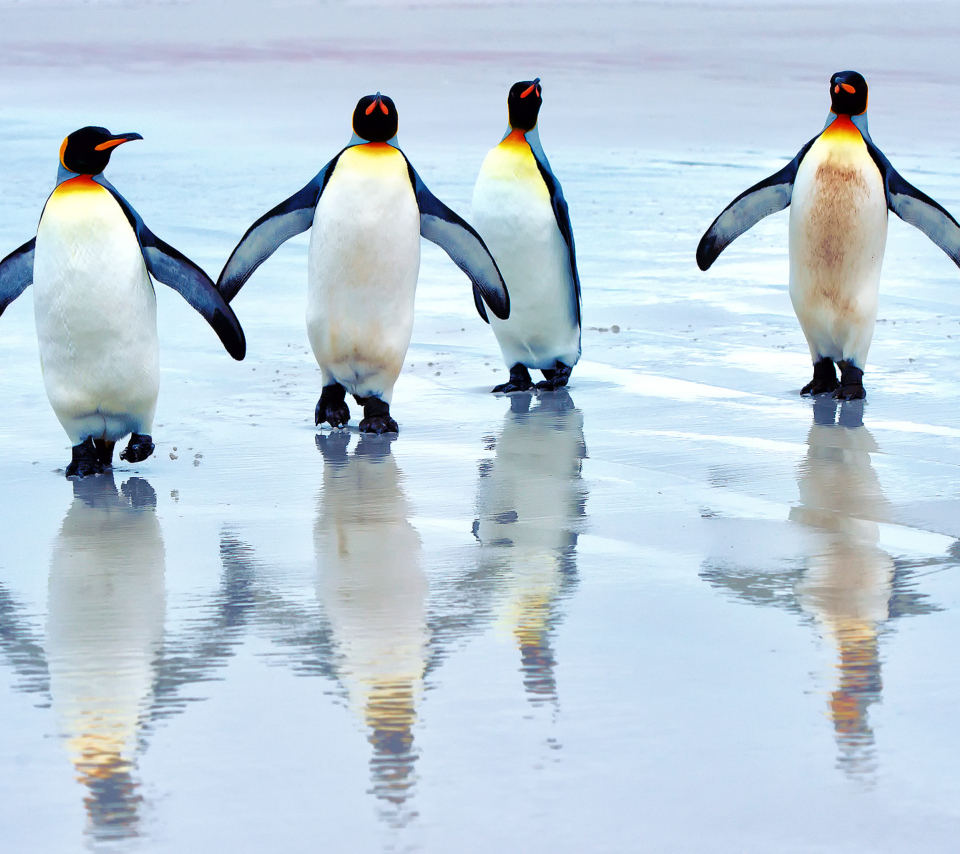 King Penguins wallpaper 960x854