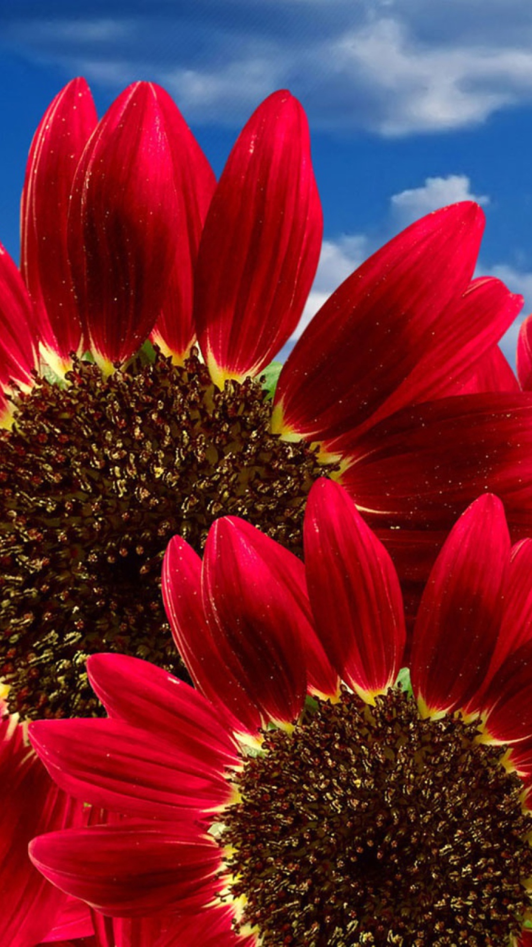 Red Sunflower wallpaper 1080x1920
