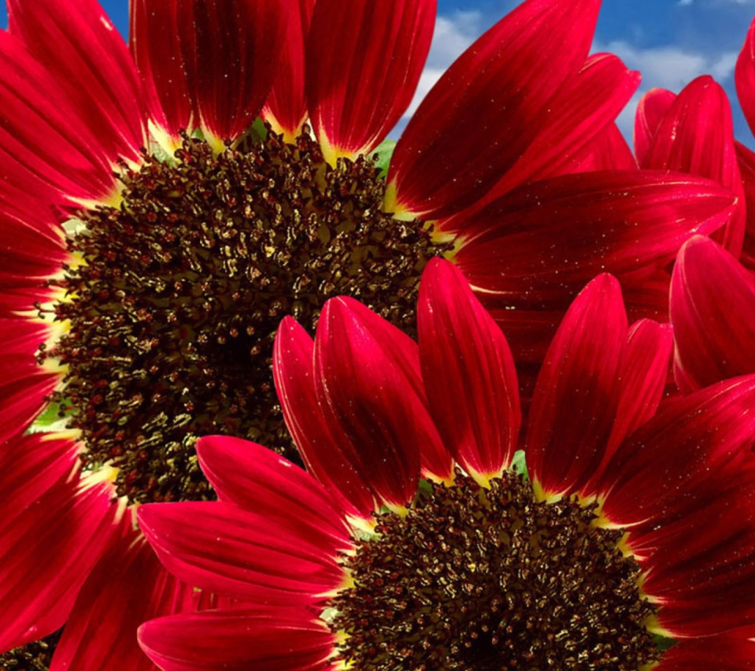 Das Red Sunflower Wallpaper 1080x960